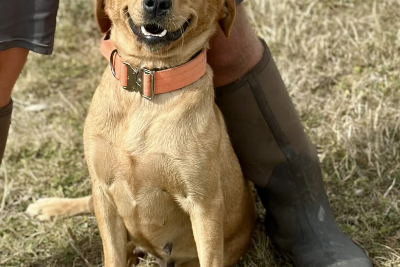 Labrador Retriever