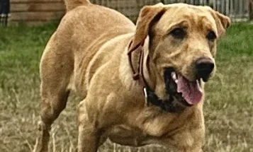 Labrador Retriever
