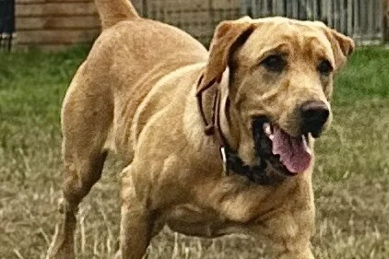 Labrador Retriever