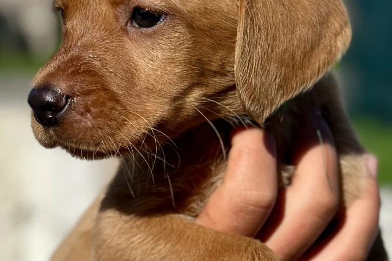 Labrador Retriever