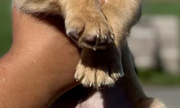 Labrador Retriever