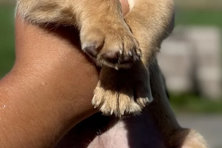 Labrador Retriever