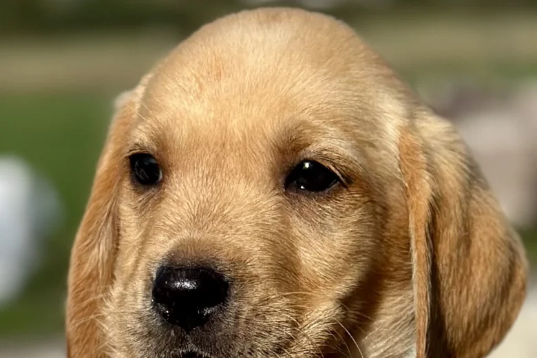 Labrador Retriever