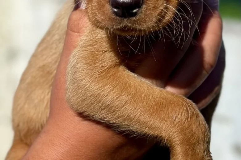 Labrador Retriever