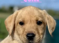 QUILL