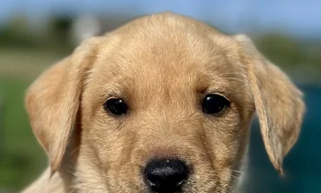 Labrador Retriever