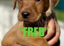 FRED