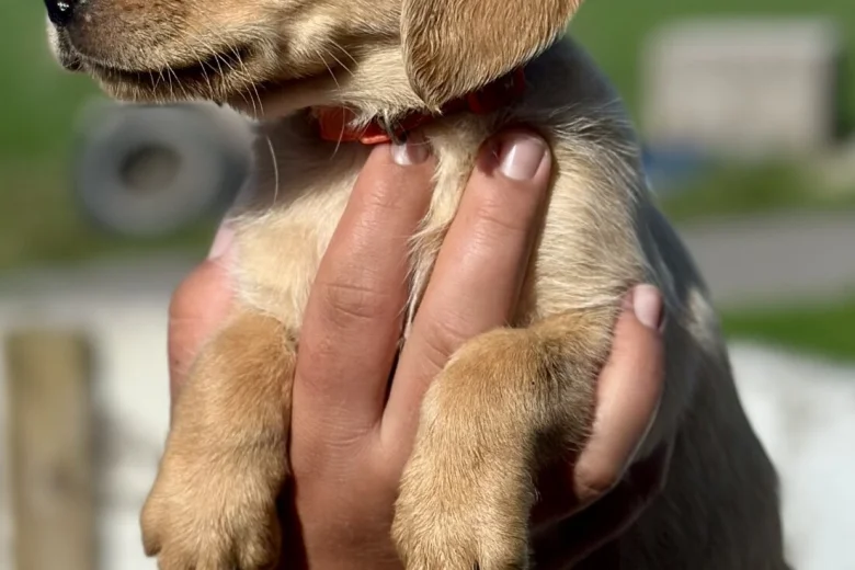 Labrador Retriever