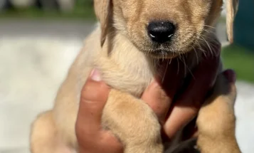 Labrador Retriever