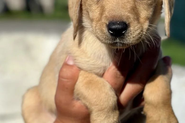Labrador Retriever