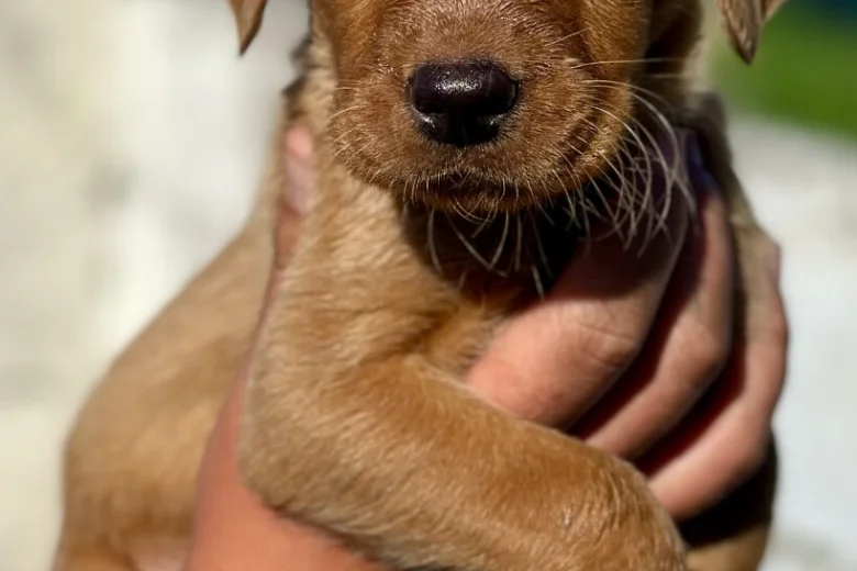 Labrador Retriever