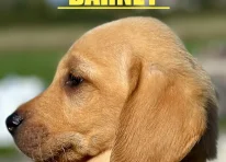 BARNEY