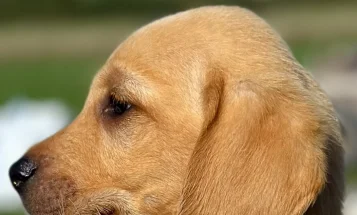 Labrador Retriever