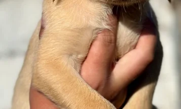 Labrador Retriever