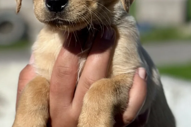 Labrador Retriever
