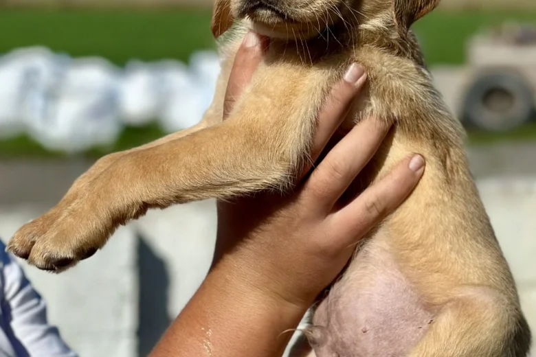 Labrador Retriever