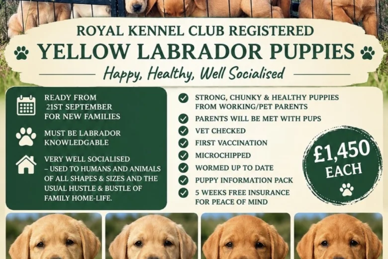 Labrador Retriever