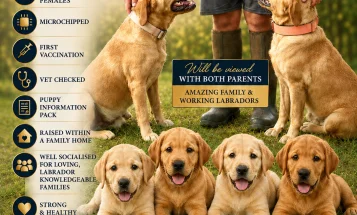 Labrador Retriever