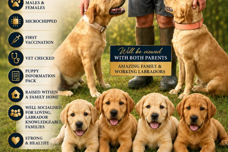 Labrador Retriever