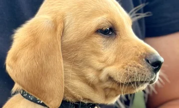Labrador Retriever