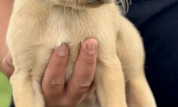 Labrador Retriever