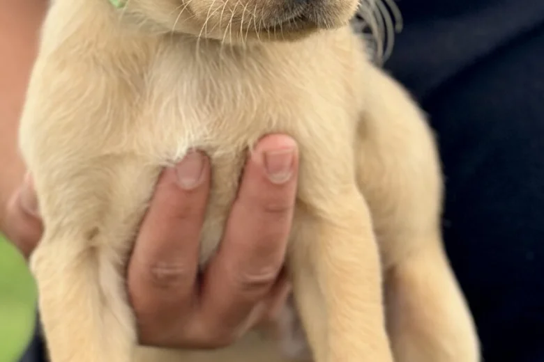Labrador Retriever