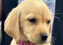 HOLLY