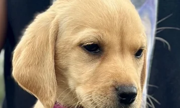 Labrador Retriever