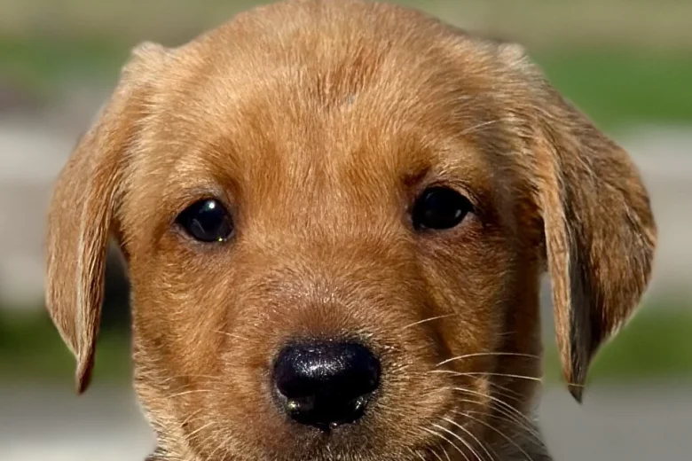 Labrador Retriever