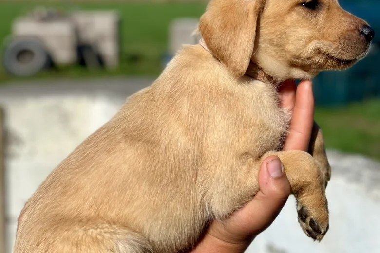 Labrador Retriever