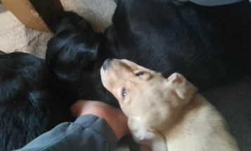 Labrador Retriever