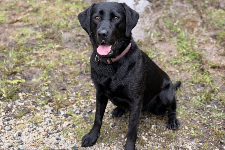 Labrador Retriever