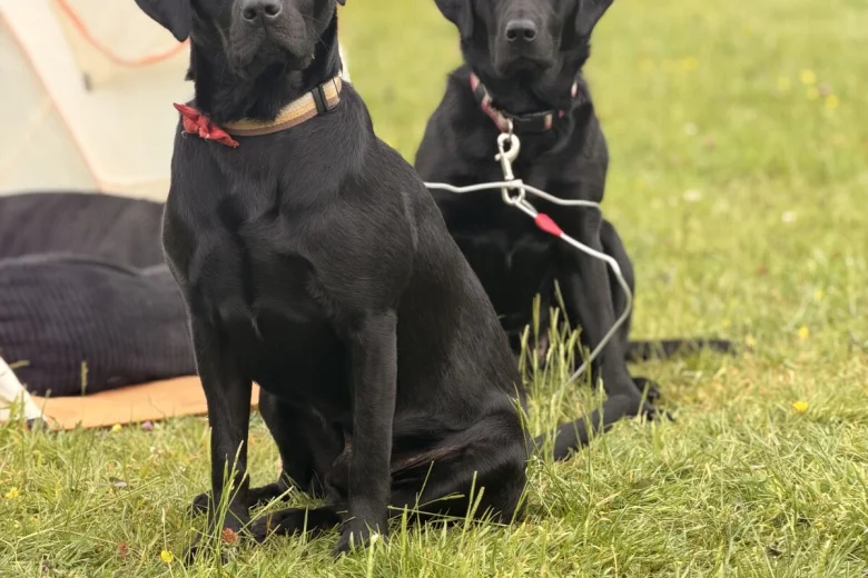 Labrador Retriever