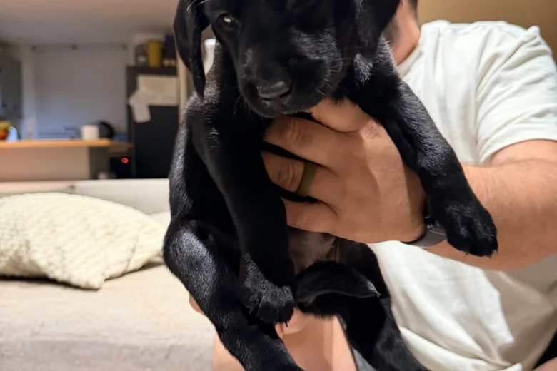 Labrador Retriever