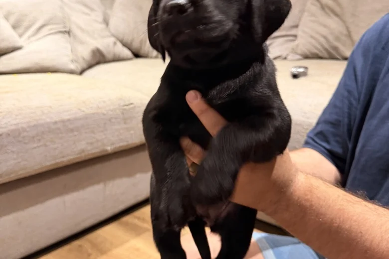 Labrador Retriever