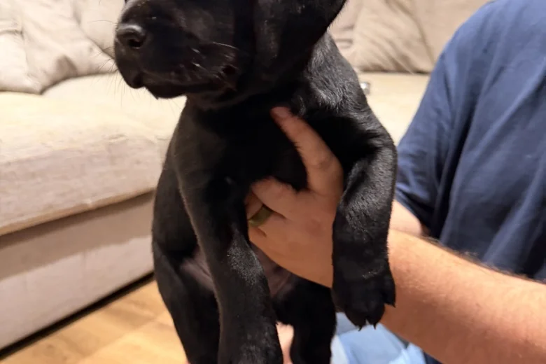 Labrador Retriever