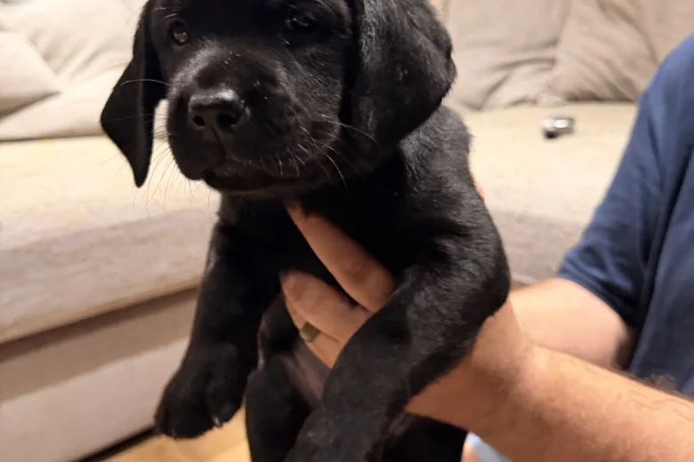 Labrador Retriever