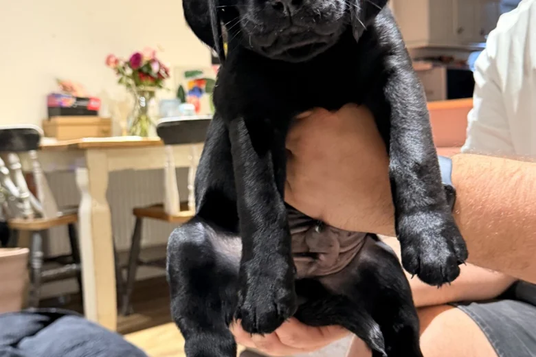 Labrador Retriever