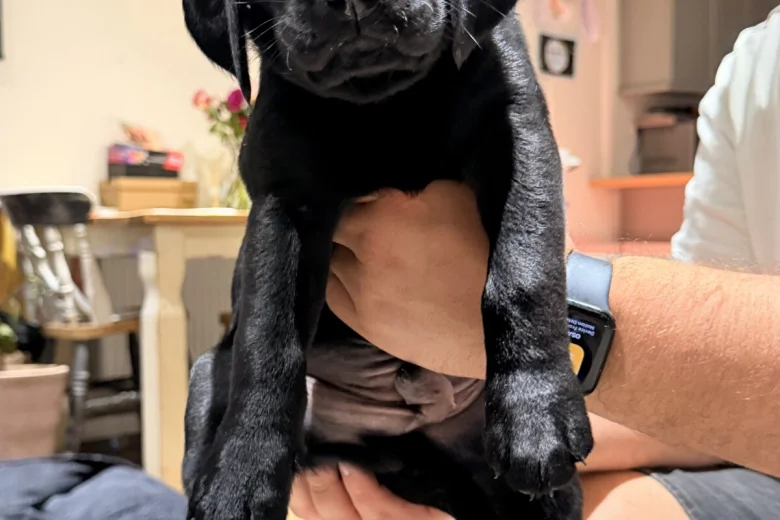 Labrador Retriever