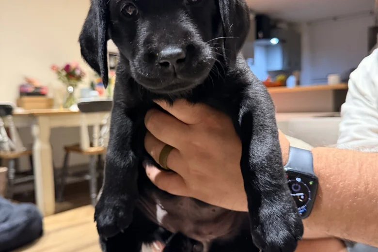 Labrador Retriever