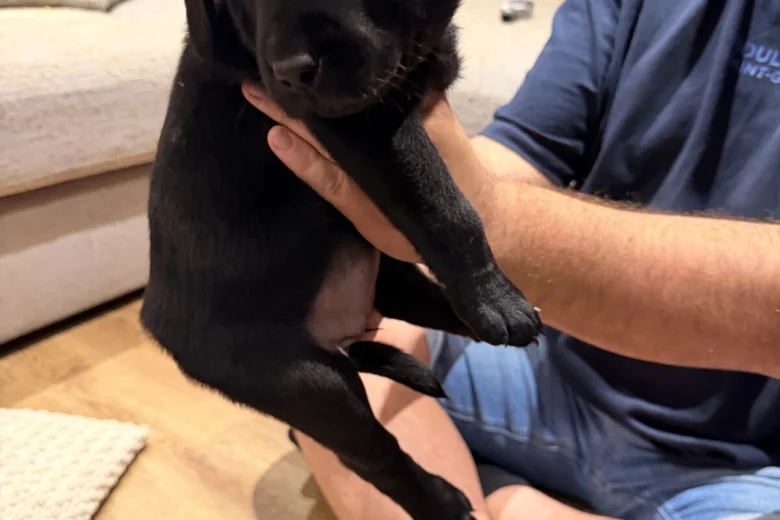 Labrador Retriever