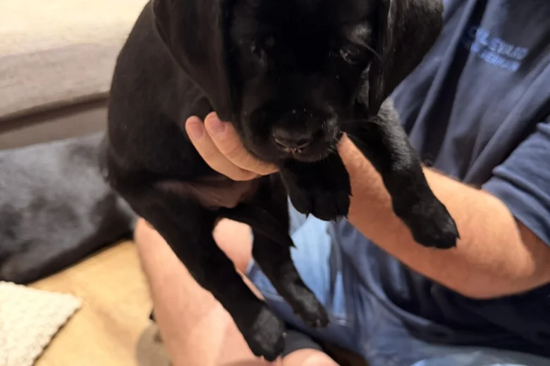 Labrador Retriever
