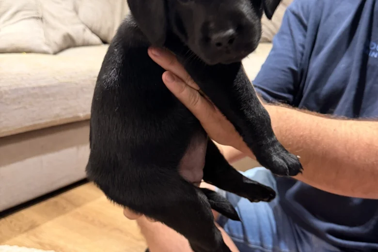 Labrador Retriever