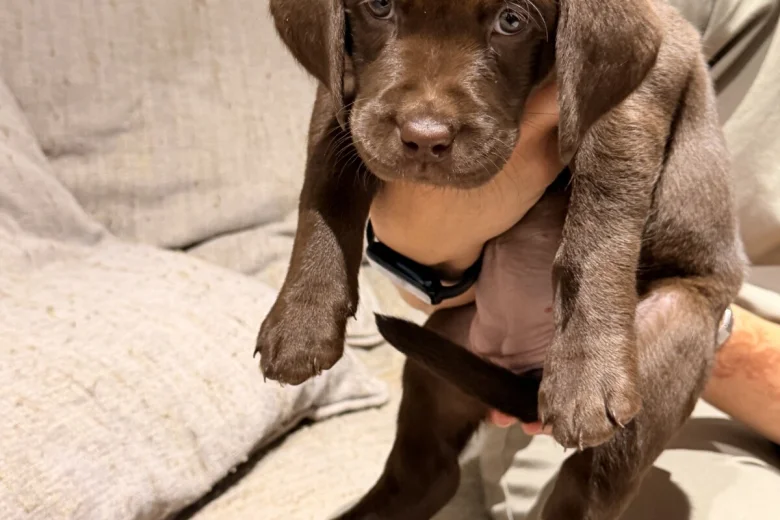 Labrador Retriever