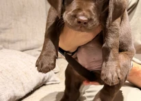 Pink Collar