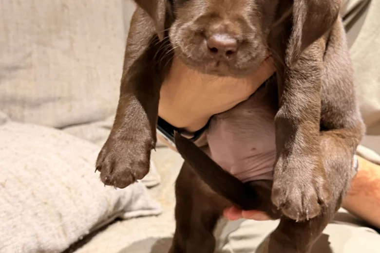 Labrador Retriever