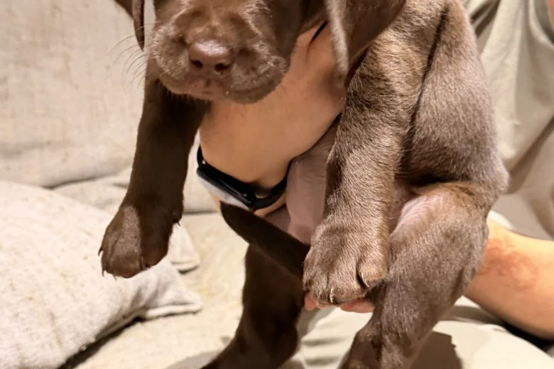 Labrador Retriever