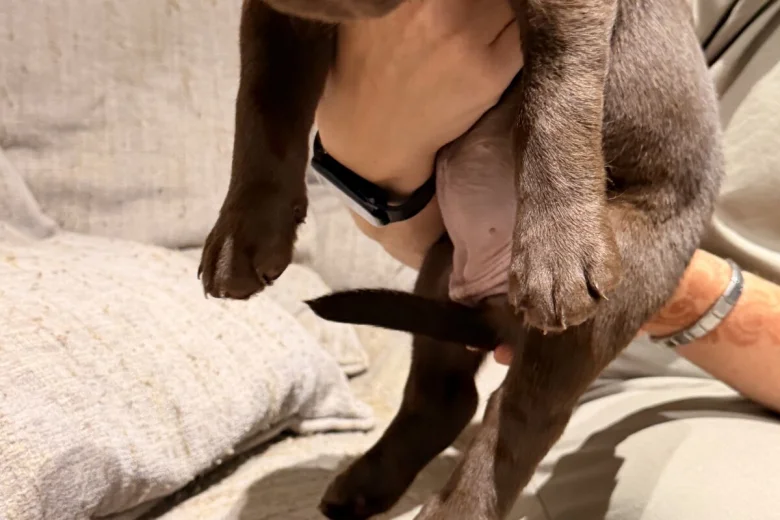 Labrador Retriever