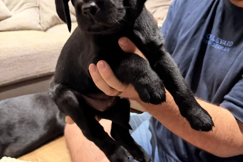 Labrador Retriever