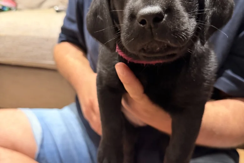 Labrador Retriever